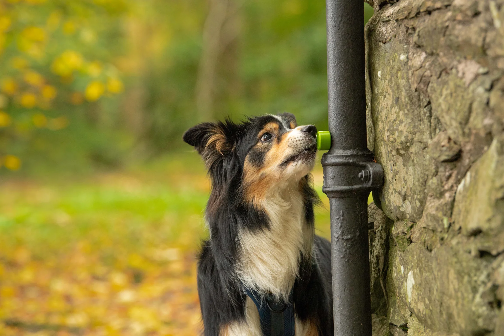 Master the Art of Scent